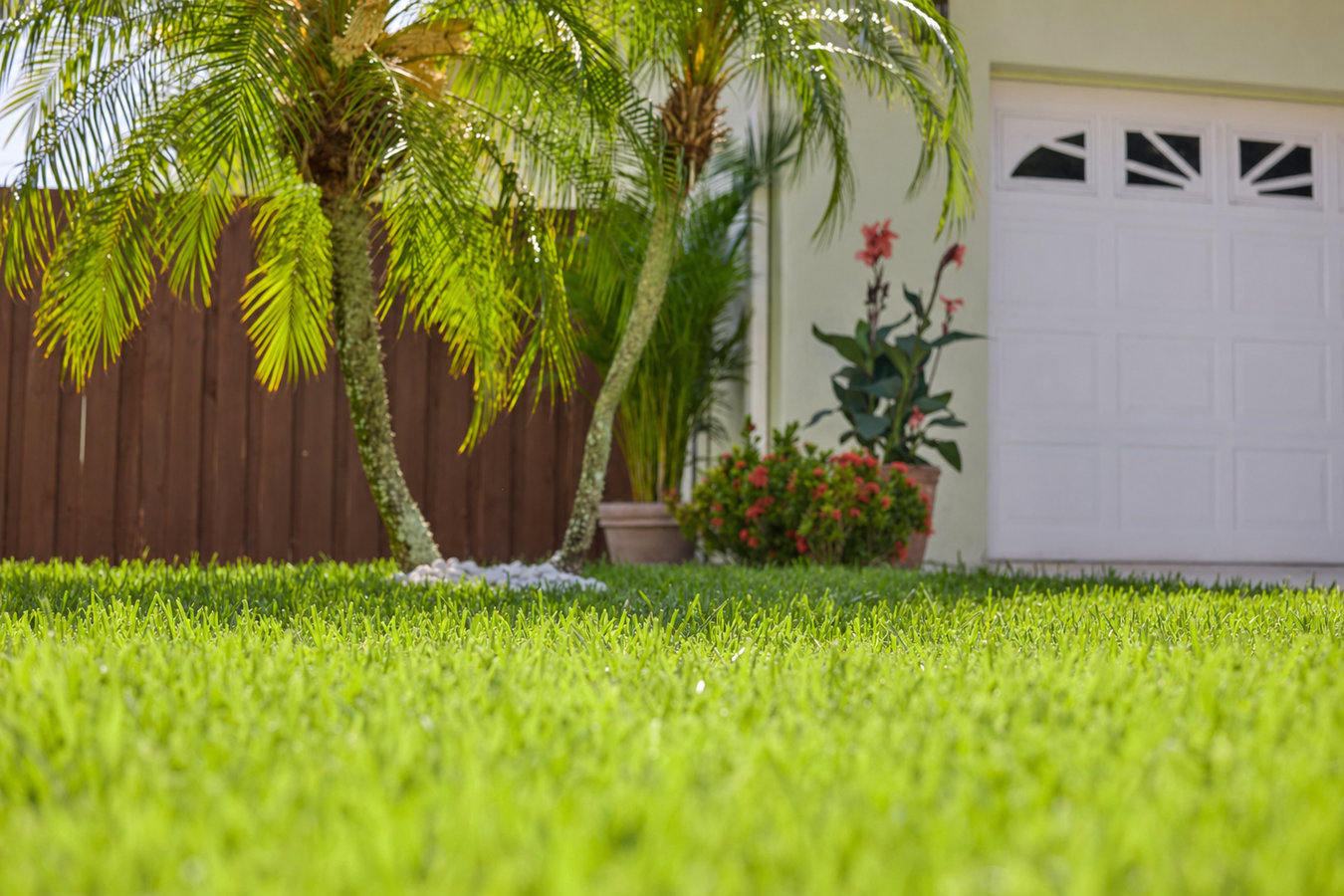 Drought-tolerant turf in Santa Cruz, CA
