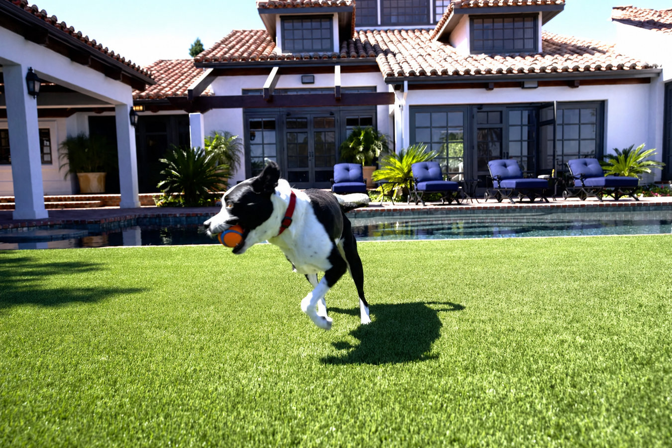Pet-friendly turf in Santa Cruz, CA